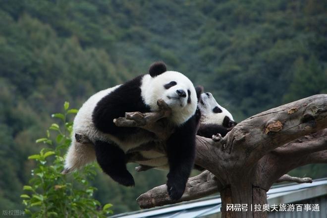 晚跟团游成都纯玩游需要多少钱详细攻略PG麻将胡了网站入口去四川旅游5天4(图1)